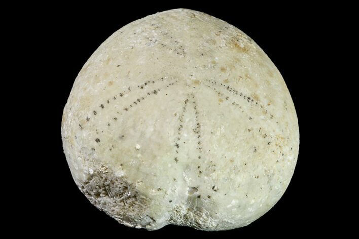 Cretaceous Echinoid (Holaster) Fossil - England #156340